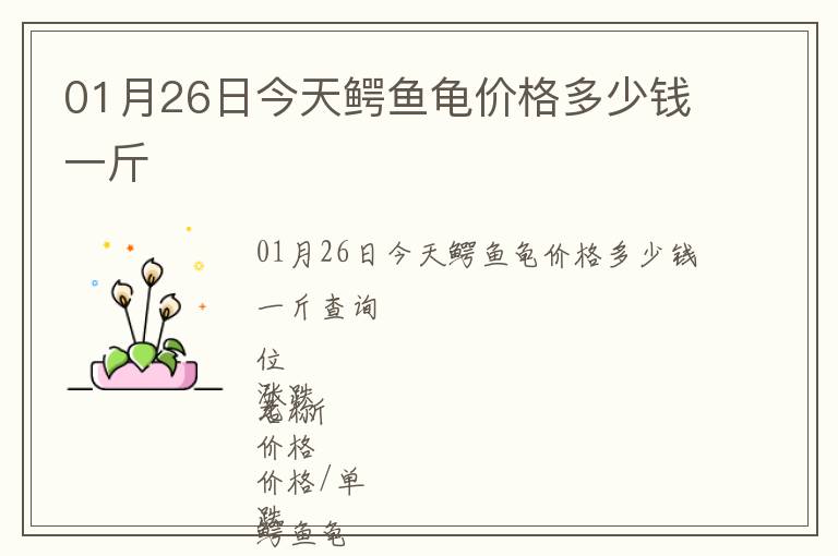 01月26日今天鱷魚龜價格多少錢一斤