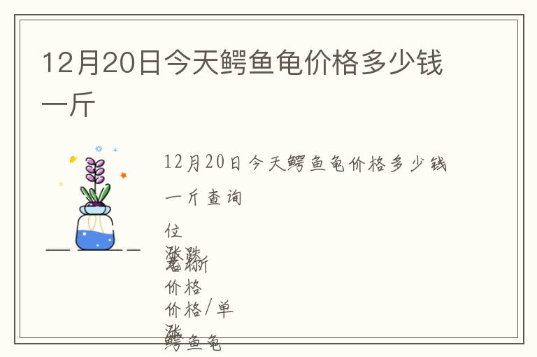 12月20日今天鱷魚龜價格多少錢一斤