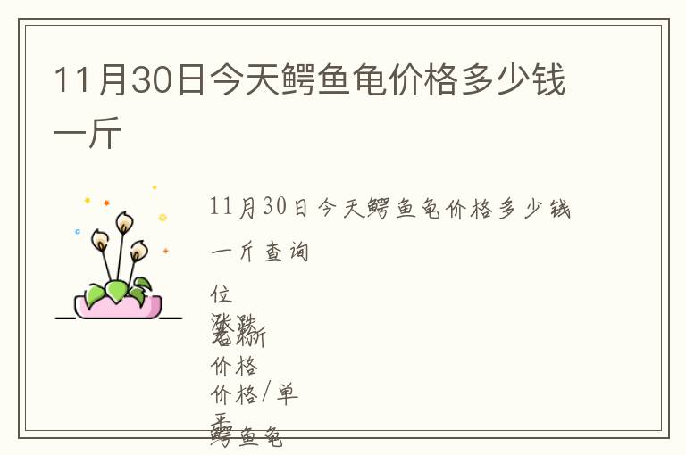 11月30日今天鱷魚龜價格多少錢一斤