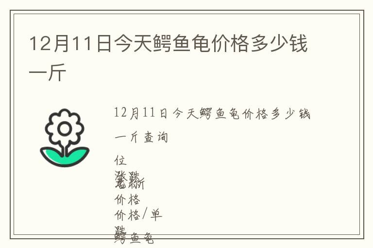 12月11日今天鱷魚龜價(jià)格多少錢一斤